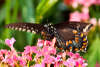 Butterfly and Pink Flowers